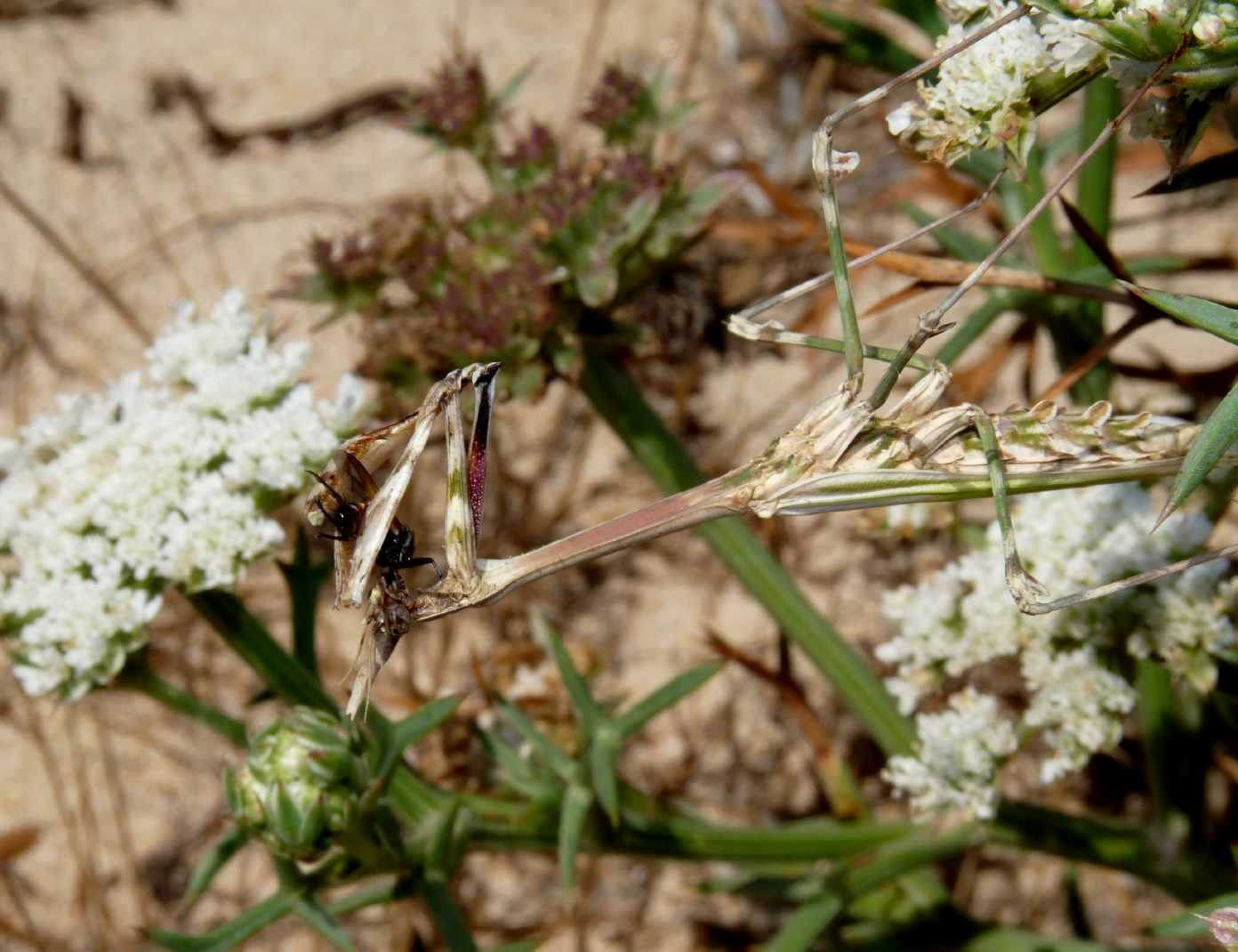 Empusa pennata e ooteca